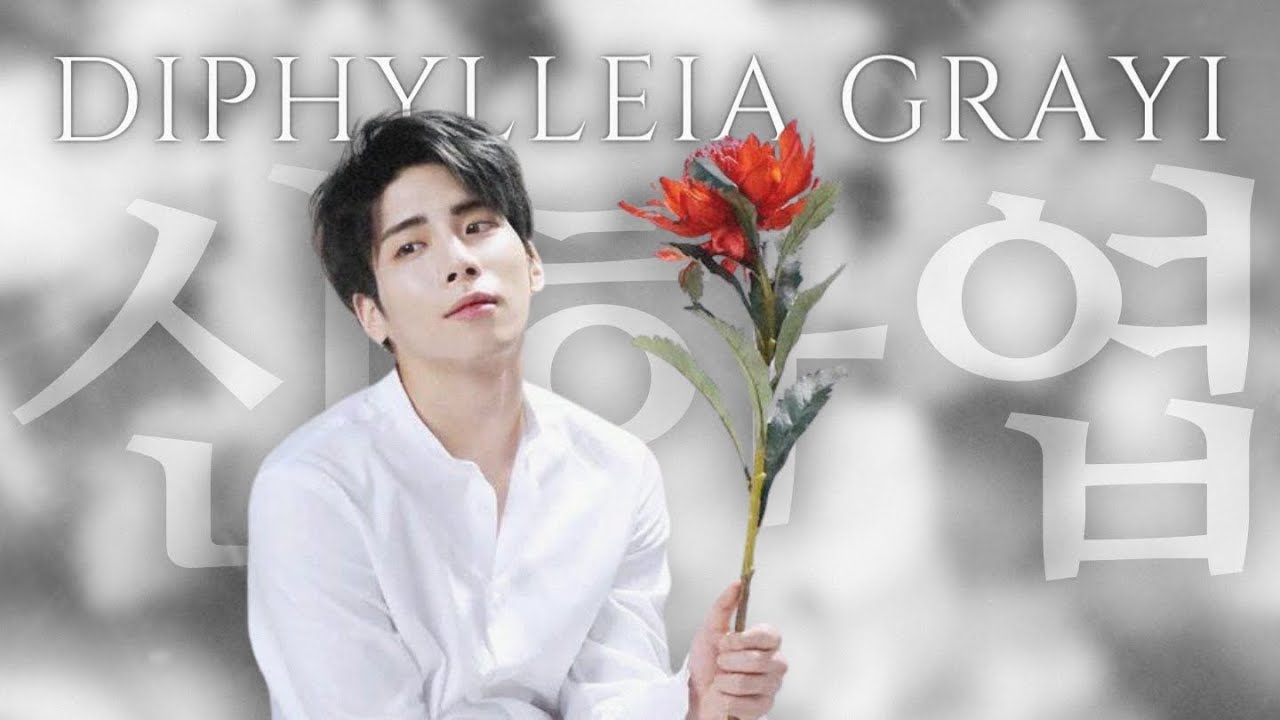 SHINee ジョンヒョン 小説 山荷葉 산하엽 SHINee ジョンヒョン 山荷葉