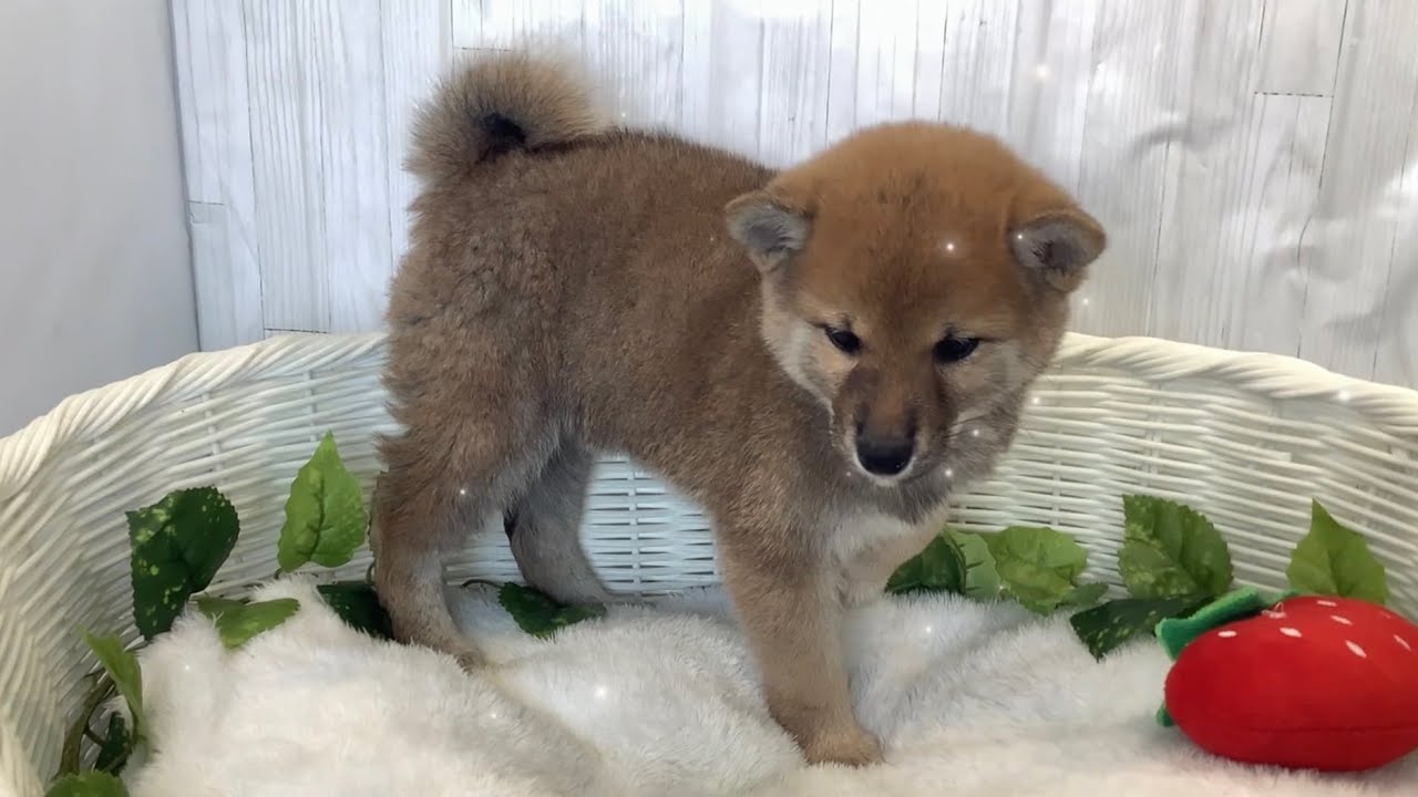 豆柴♀2601D0088 - YouTube