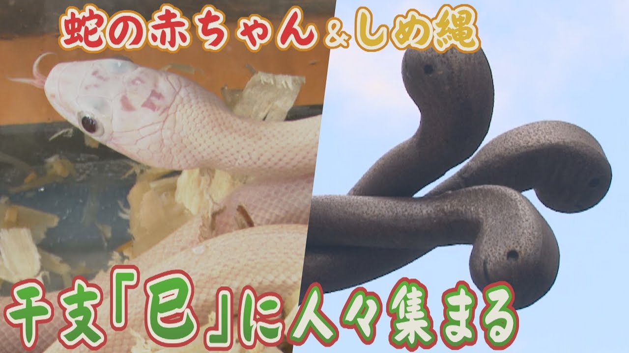 大蛇 双頭白蛇 財運 守り神 宝珠 大蛇 双頭白蛇 財運 守り神 宝珠