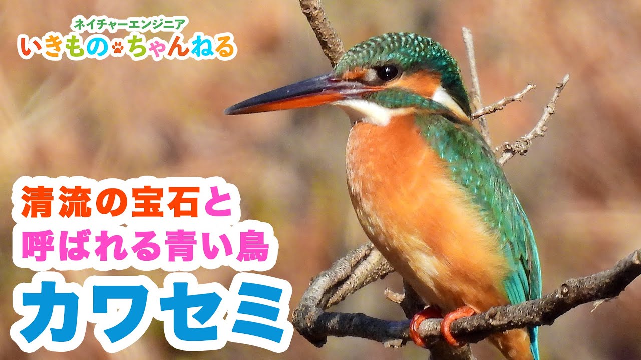 カワセミ（翡翠） 宝石の名を持つ青い鳥！実は狩りの名手【Kingfisher