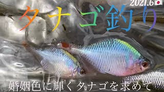 タナゴ釣り】婚姻色に輝く！宝石のようなタナゴを求めて‼️タイリク
