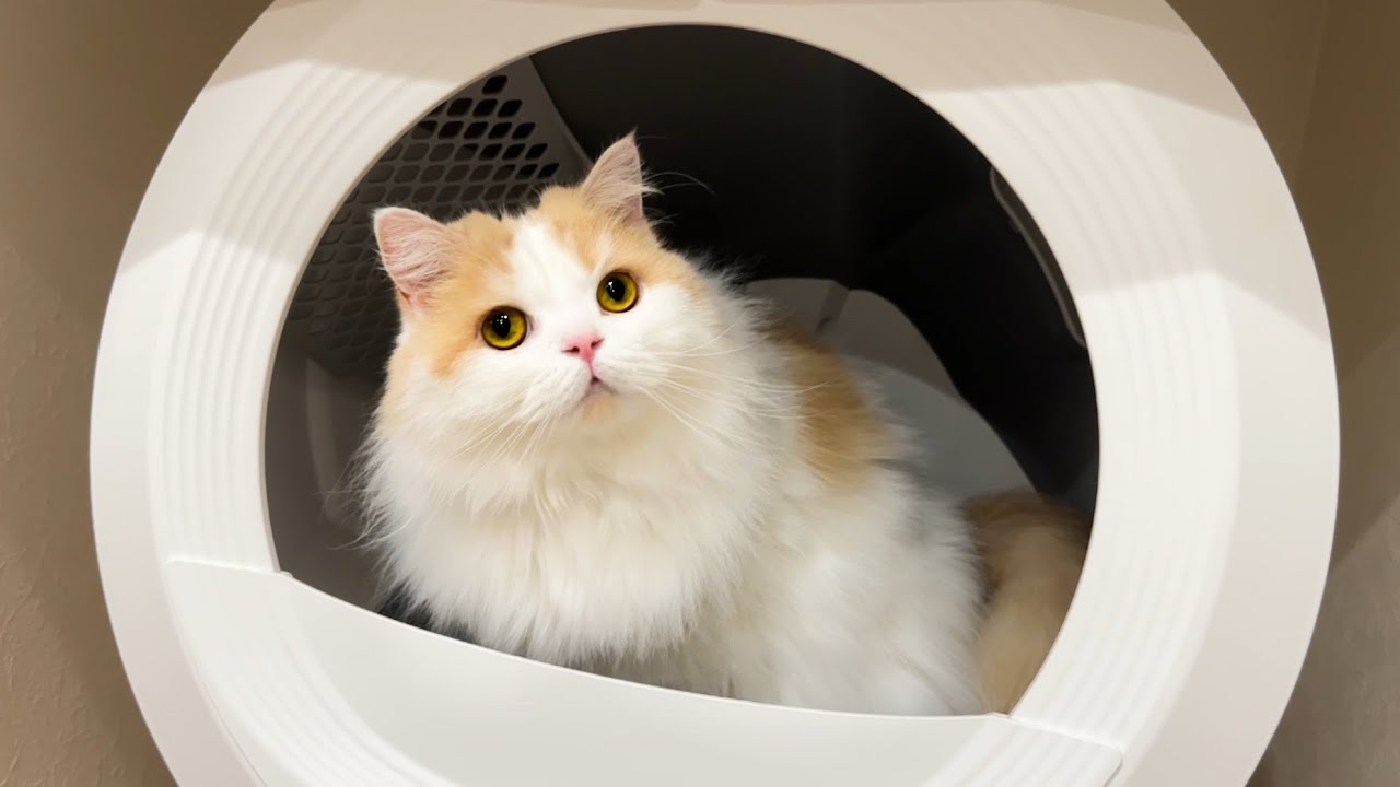 はじめて全自動猫トイレを導入したら驚きの使い方をする猫が可愛すぎ