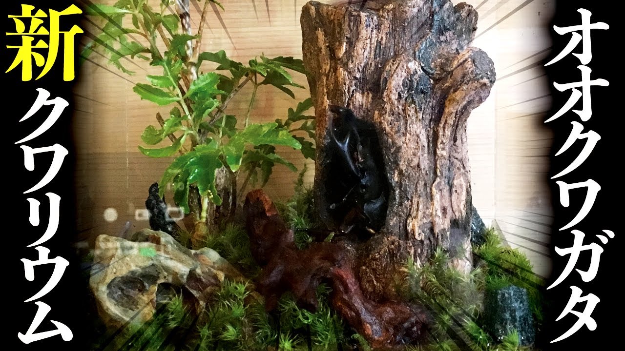 やっちまった！ある理由でオオクワガタクワリウムのレイアウトを新しく