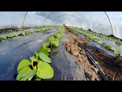 えだまめ 本葉かわいく育っています - YouTube