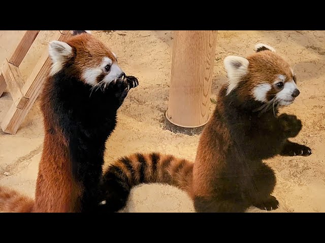 飼育員さんの腰の入れ物にリンゴが入っている事を知っている