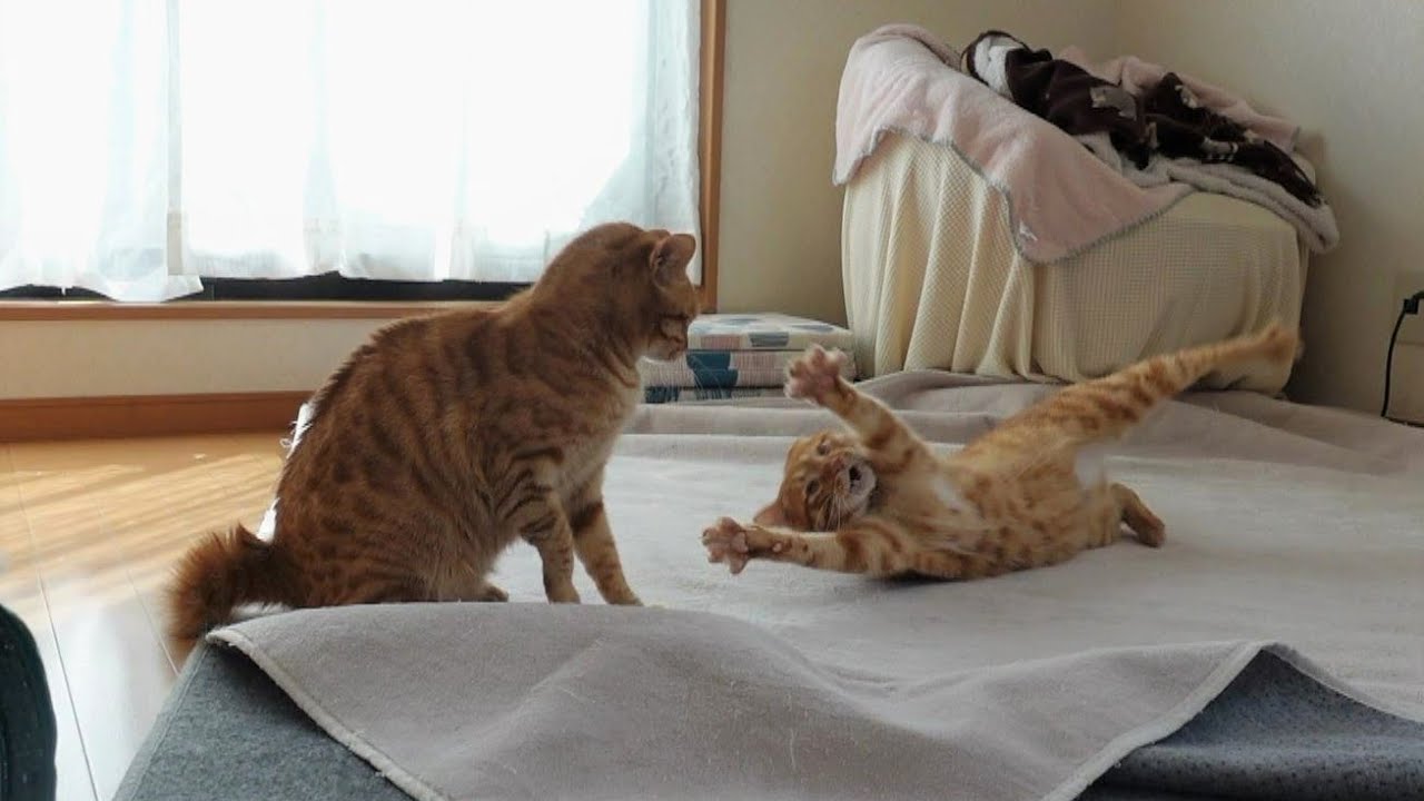 選定された行進 foil ボーダーレス 両面 犬猫 Amazon.co.jp: MTG