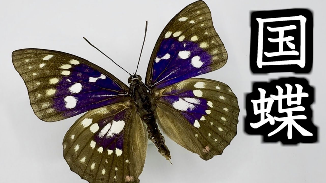 蝶 標本 モルフォ蝶 ツバメガ アケボノアゲハ その他まとめて エ上 蝶