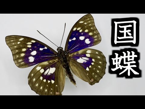 国蝶】オオムラサキ標本紹介-紫に輝く翅と力強い生態を紹介 - YouTube