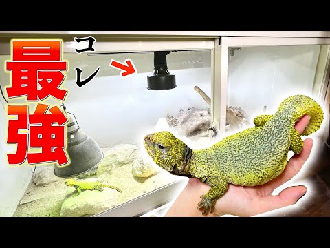 I tried out the most powerful light for reptiles and the effect