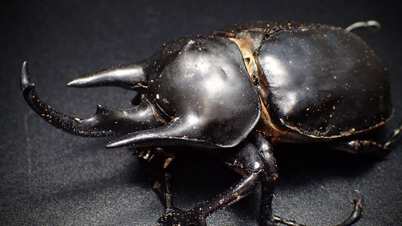 Specimen Creation] Request for a specimen of a deceased Rex beetle