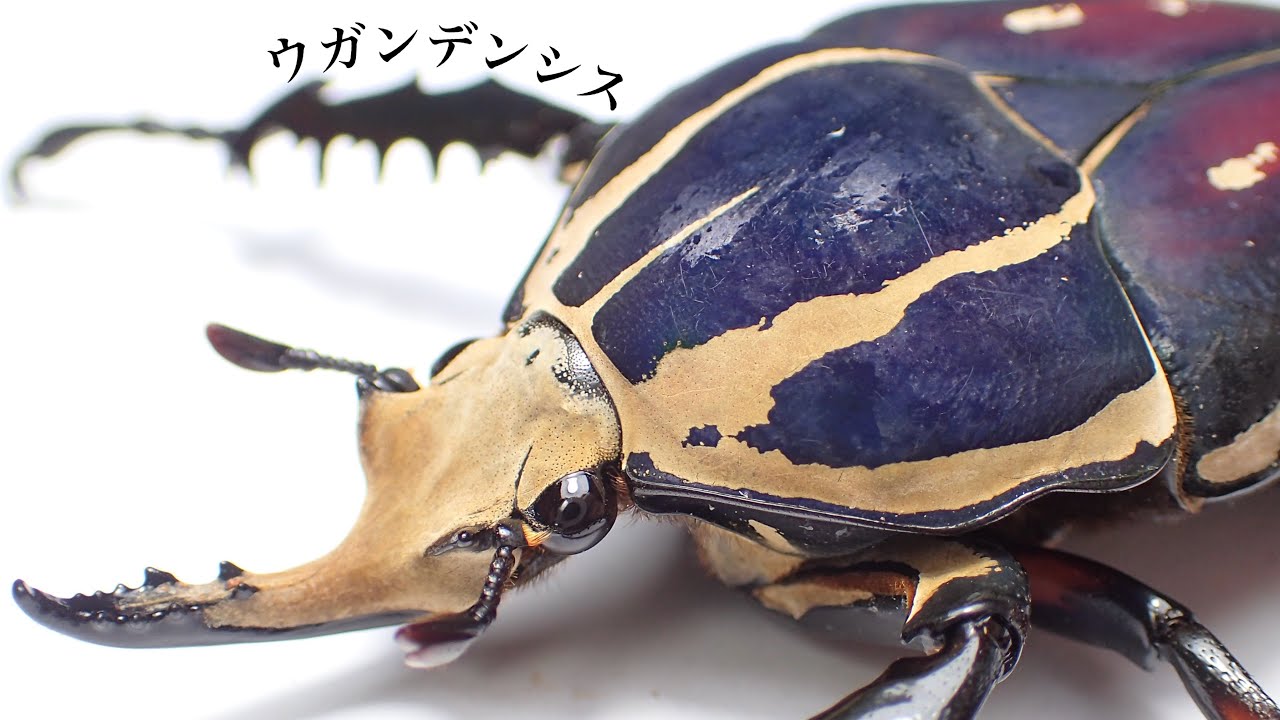 Beautiful Giant Stag Beetle] Introduction to the Giant Stag Beetle
