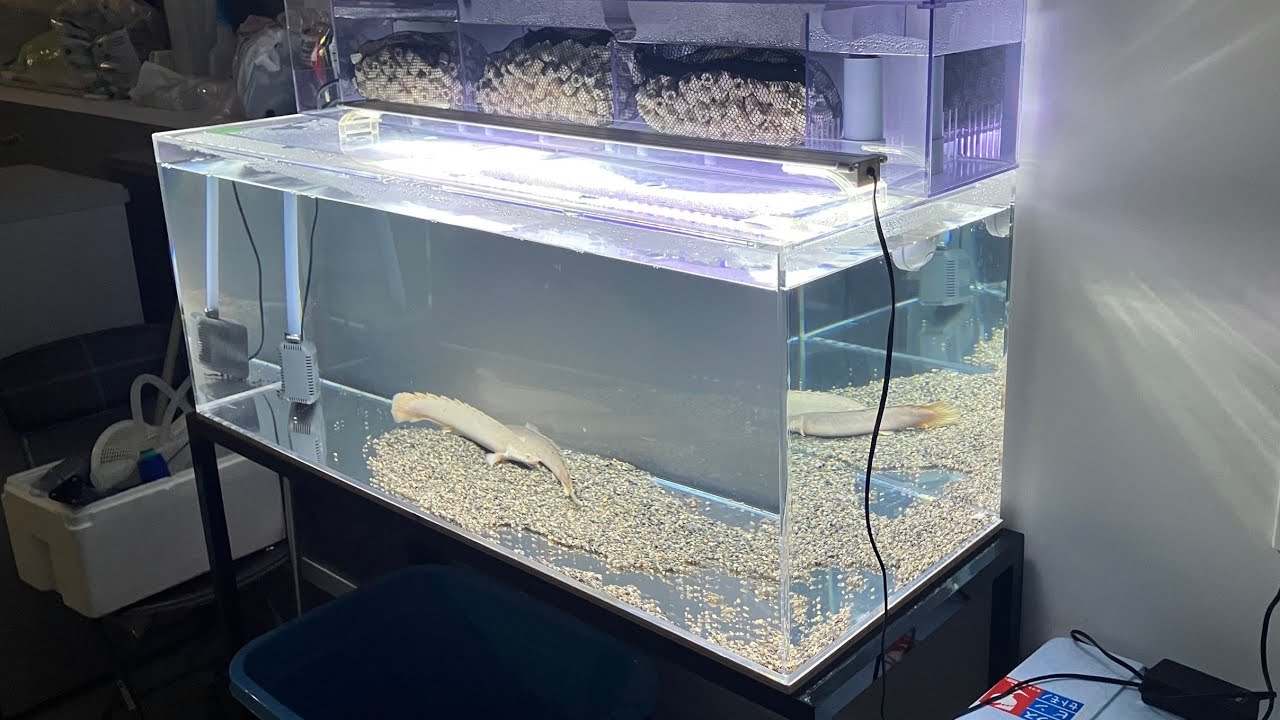 アクリル水槽 1200×500×500 上部濾過・アクリル蓋！ 上部ろ過式の120cm