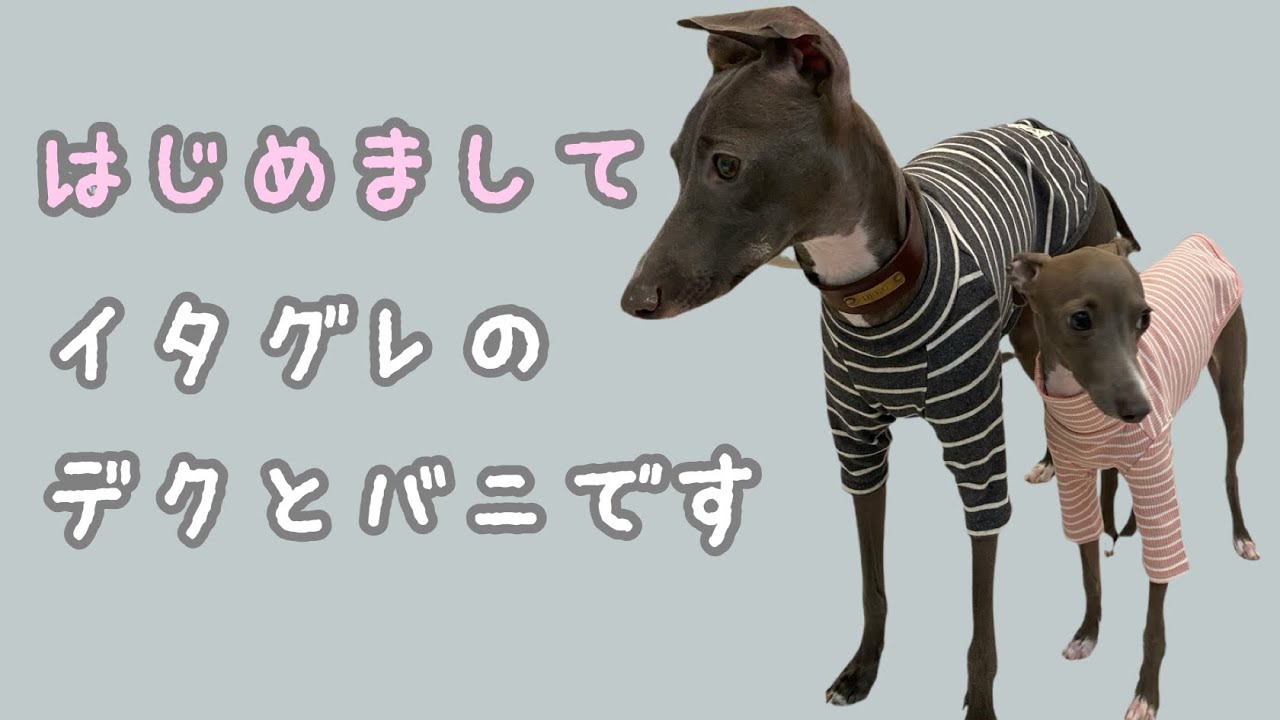 イタグレ3兄弟 - YouTube