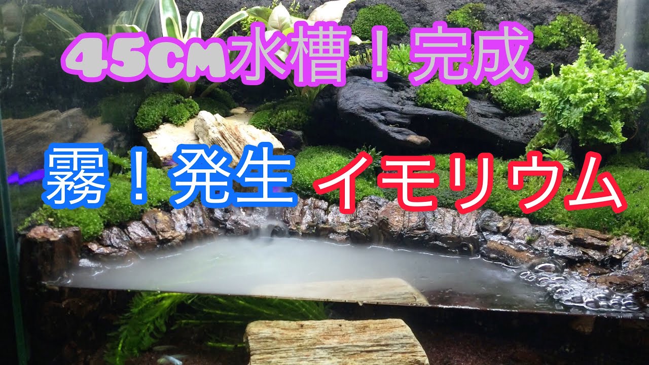 Newt Moss Terrarium] 45cm completed 2-2 - YouTube