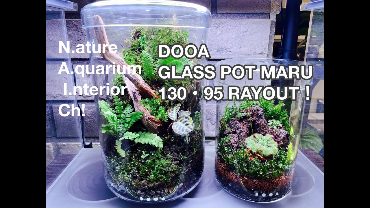 DOOA GLASS POT MARU 130・95 LAYOUT！ - YouTube