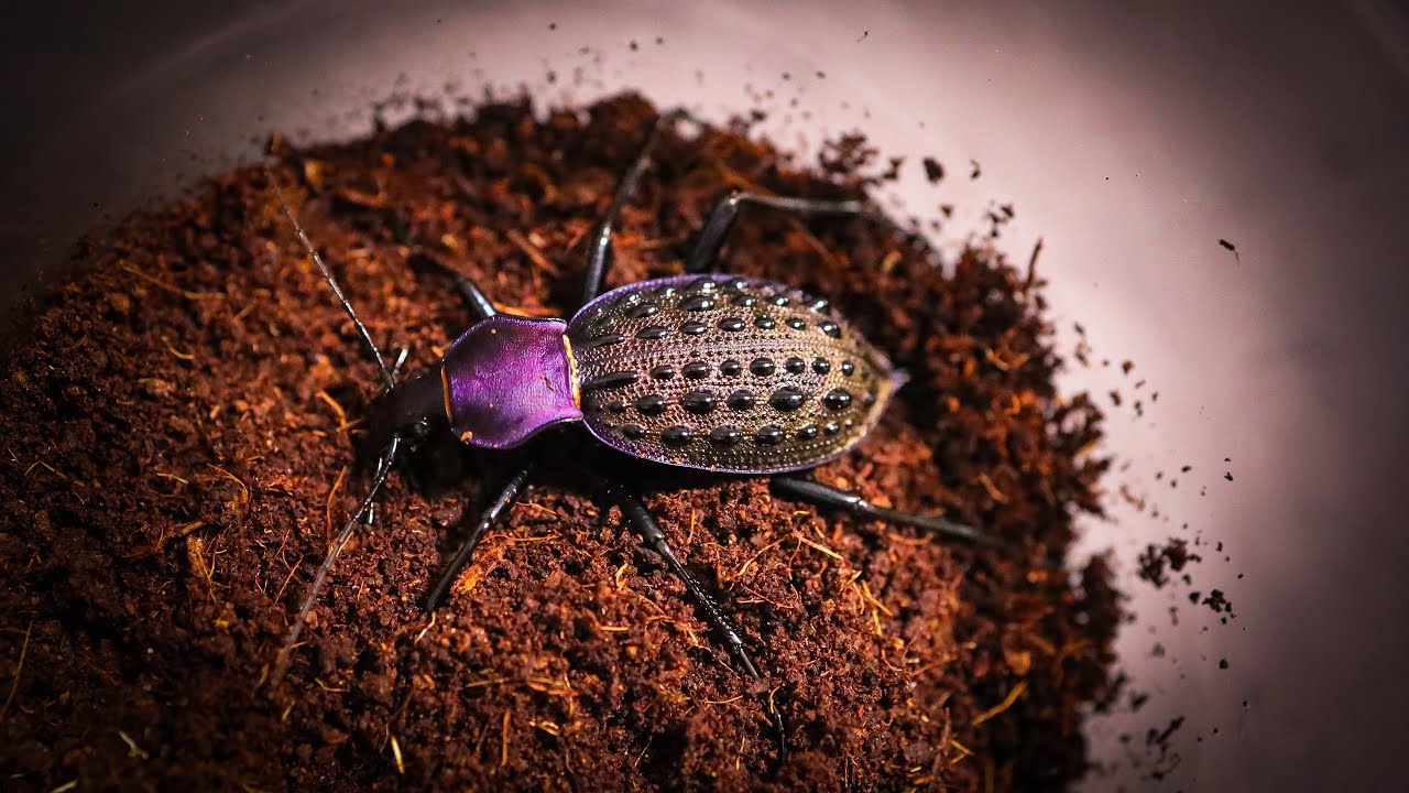 カブリモドキ飼育交雑個体