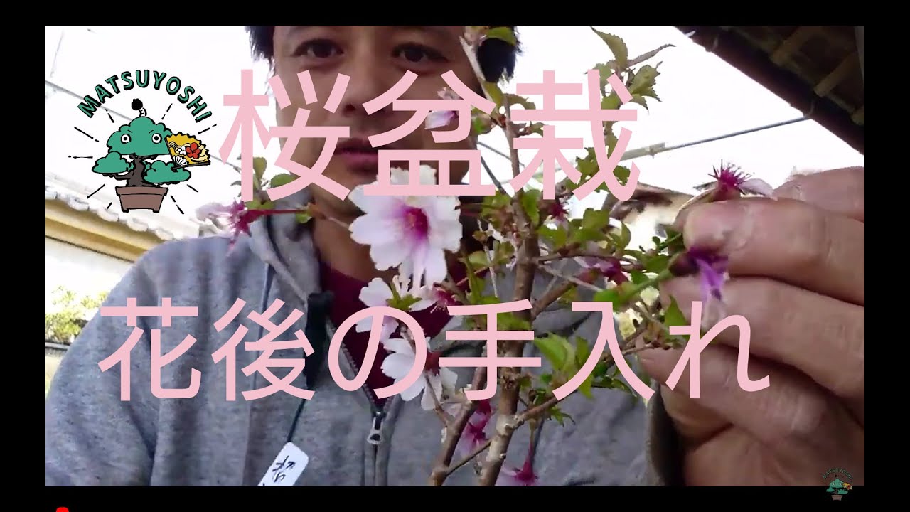 桜の盆栽 花後の手入れを紹介します 盆栽お手入れ講座 - YouTube