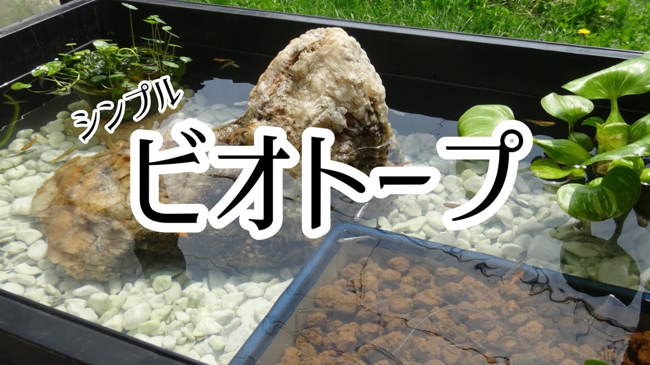 シンプル トロ舟ビオトープ】2023年春 メダ活開始 ～トロ舟の水換え