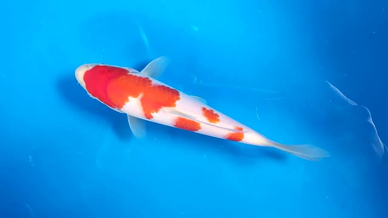 第5回ライブ鯉カップ Part I】260208-022の出品鯉のご紹介！！ - YouTube