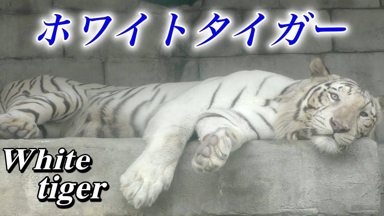 神の使い】ホワイトタイガーの生態〜白色の世界最大のネコ科動物