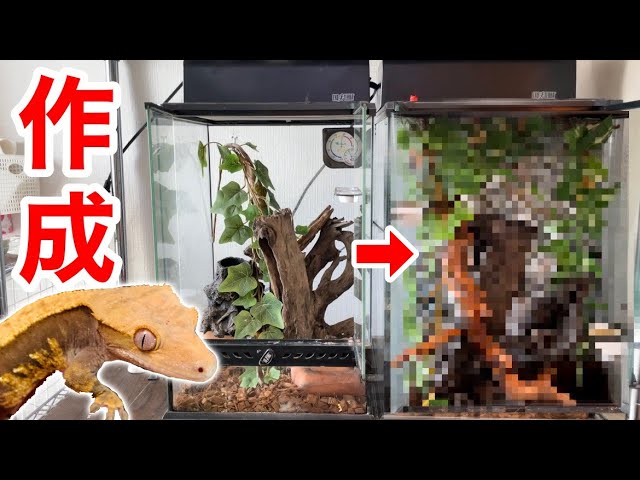 クレステッドゲッコー飼育セット