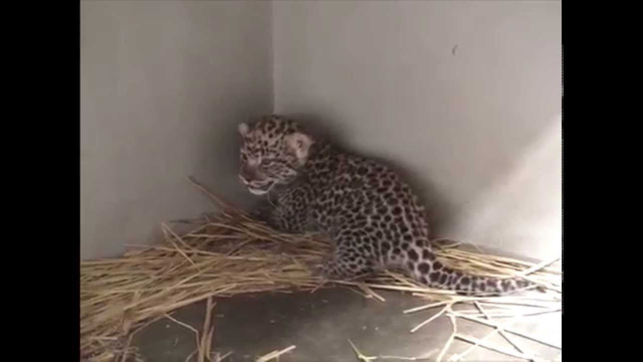 ヒョウの赤ちゃん（2015年5月19日：福岡市動物園） - YouTube