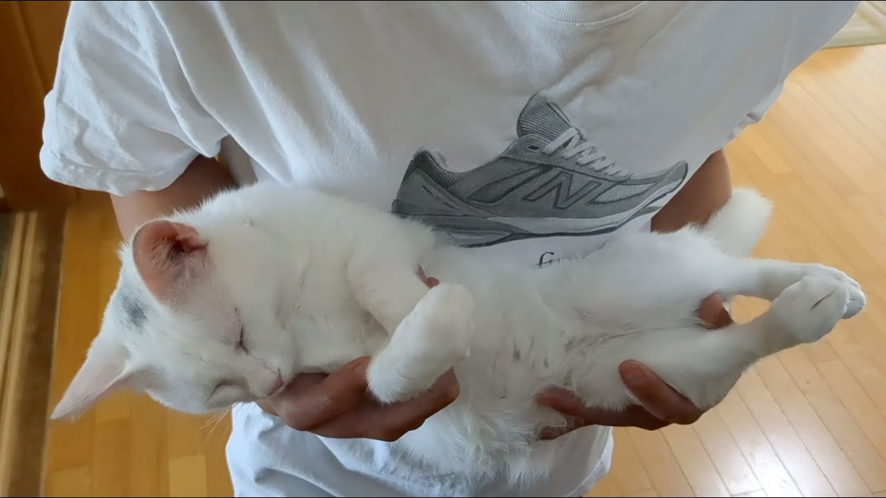 nekko1127@猫飼ってます 379 nekko1127@猫飼ってます 379 nekko1127@猫