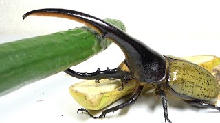 The destructive power of the Hercules beetle's horns is insane
