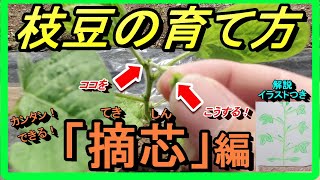 エダマメの育て方】初心者でも大丈夫！誰でも出来る栽培方法【摘芯編