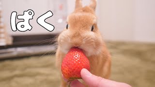 Turnaround From a Nightmare, This is a Bunny Who Got Hooked on