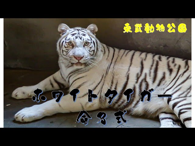 sddefault.jpg?v=63e82644