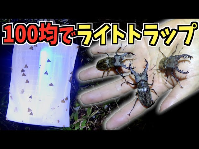 ライトトラップ クワガタ等昆虫採集用 ライトトラップで昆虫採集