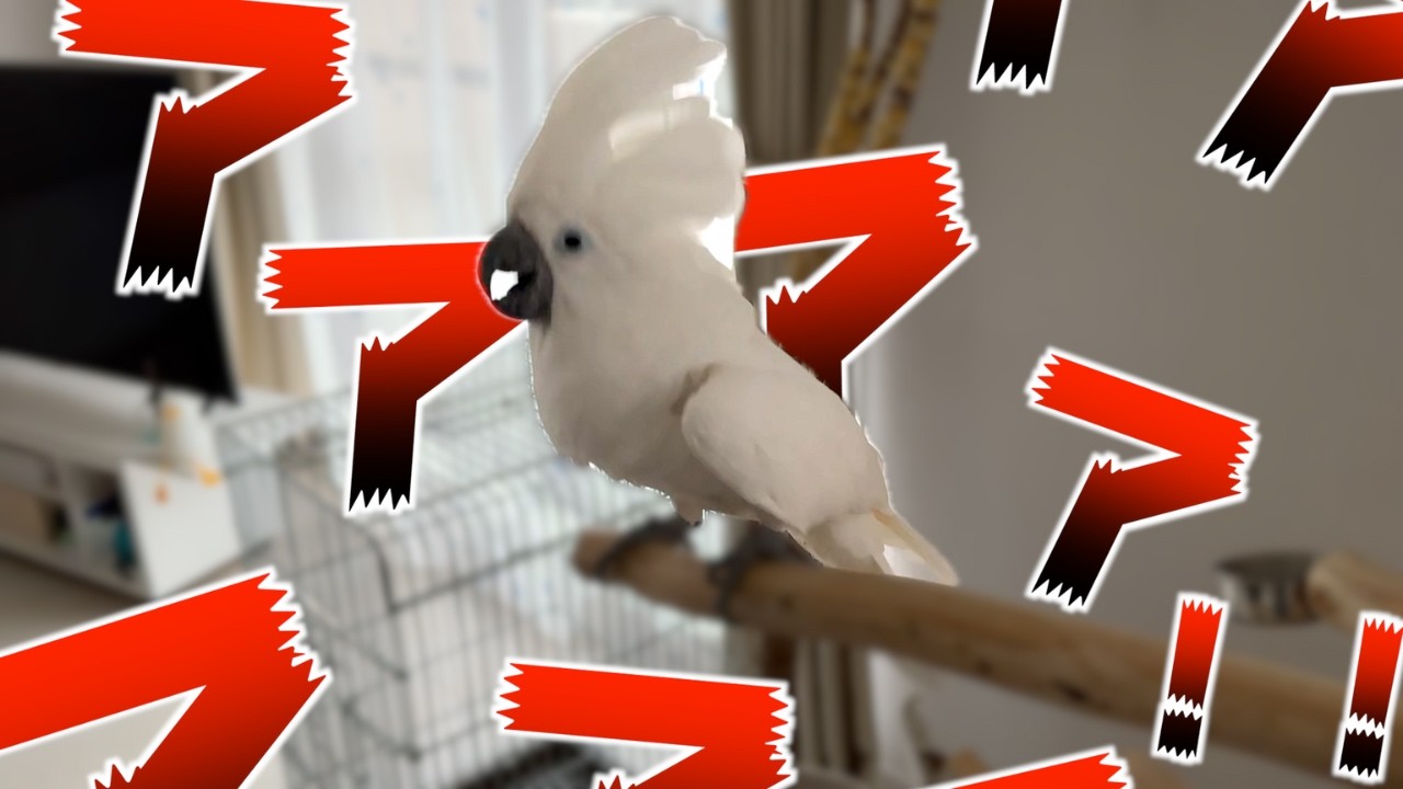 あ*な様 スワロフスキー cockatoo オウム silver plated cockatoo