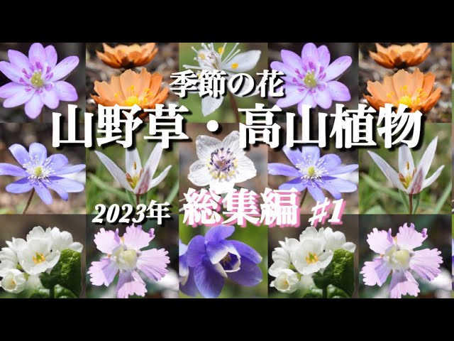 Wildflowers and Alpine Plants] Flowers I encountered in 2023 (Part