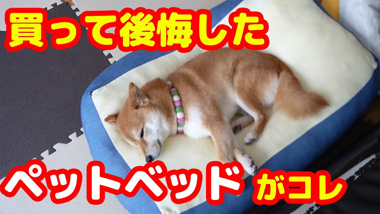 購入した数あるペットベットの中で一番買って後悔したモノを発表【忖度