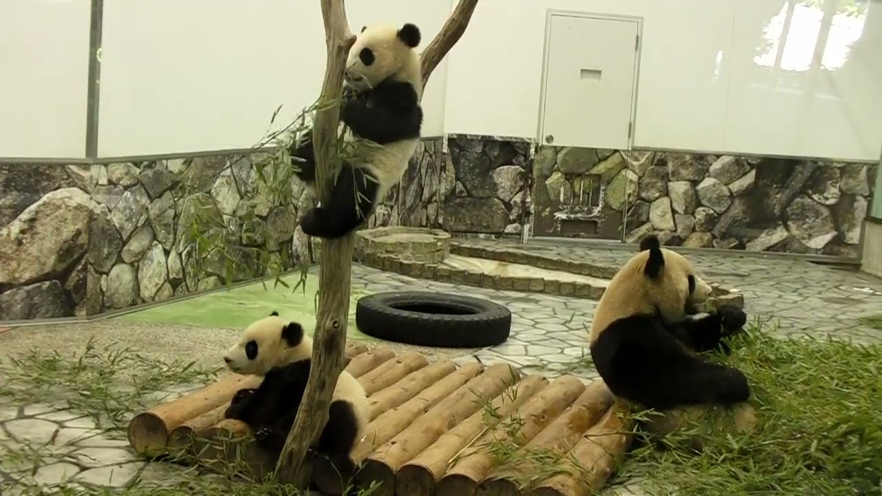 パンダラブは反射ラブ💕】良浜🍯彩浜🌈たけのこタイム＆見えれば上等w