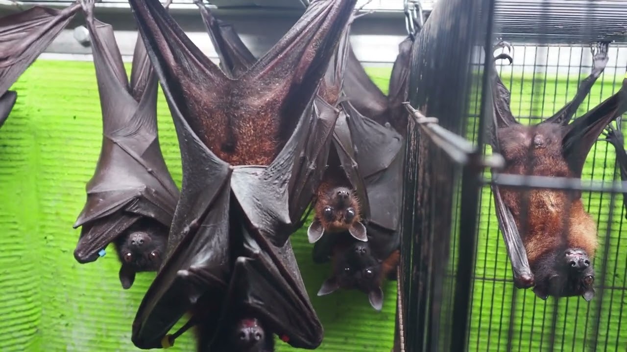 香炉 メノウ 桃とコウモリ 香炉 メノウ 桃とコウモリ 桃と蝙蝠 平碗