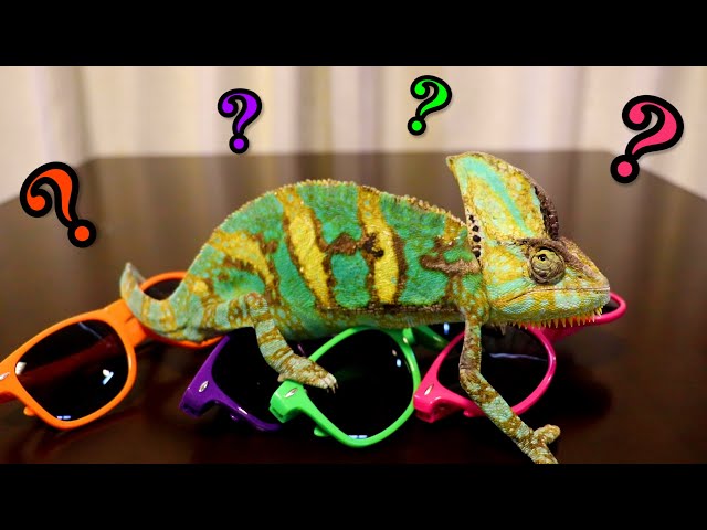 Kunpei_yamanashi デジタルプリント Chameleon Kunpei_yamanashi