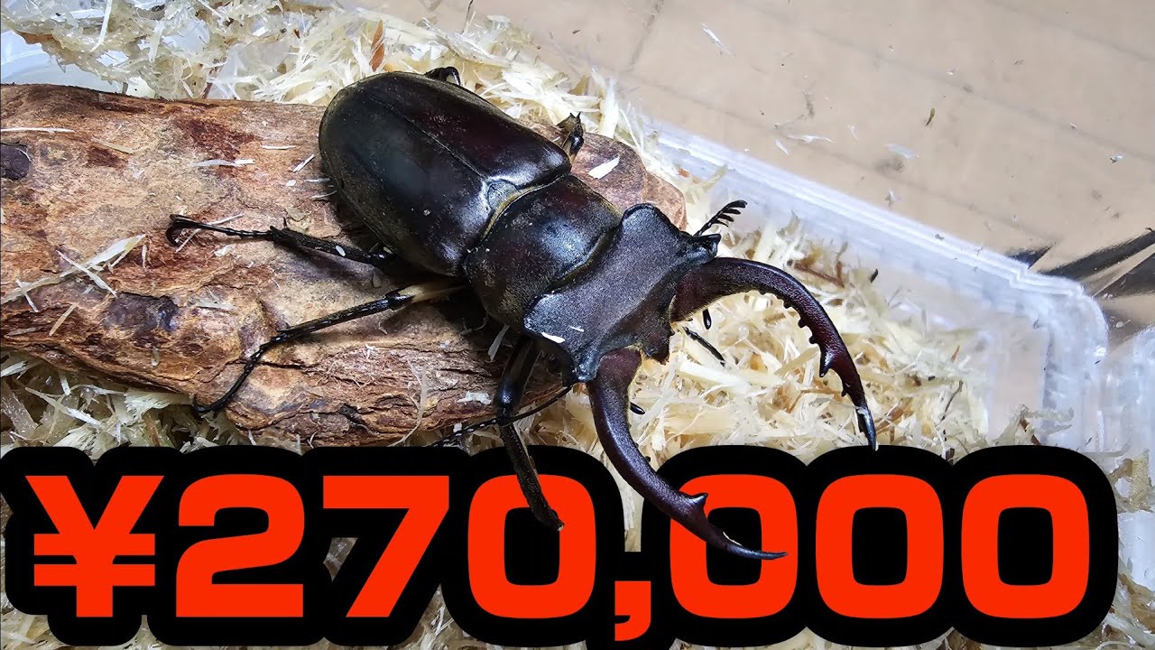 We will start breeding a stag beetle that has arrived in Japan for