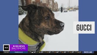 Meet Gucci, a pup from an animal shelter in Prince George's County