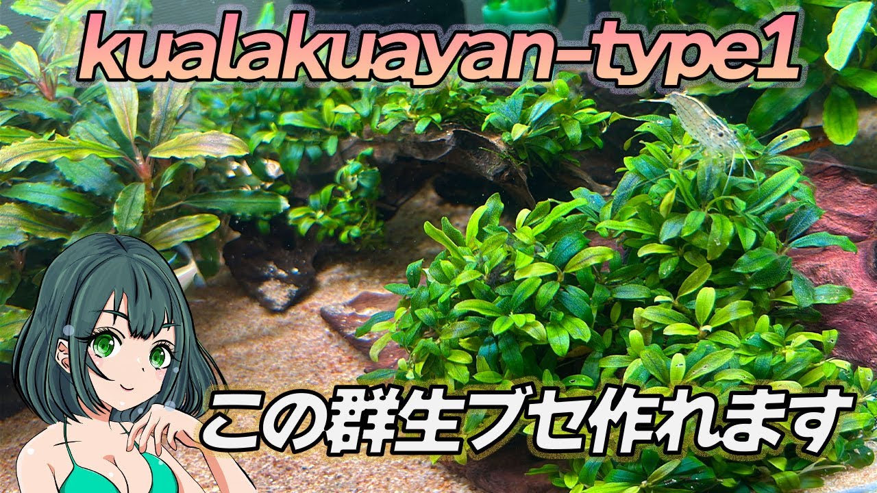 ブセファランドラ・クアラクアヤン 一塊超大量 ② ブセファランドラ