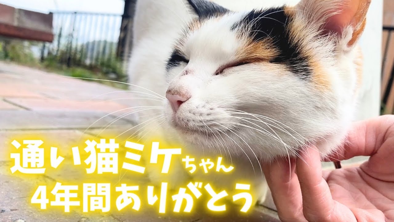 ご報告】通い猫の三毛猫ミケちゃん4年間ありがとう。 - YouTube