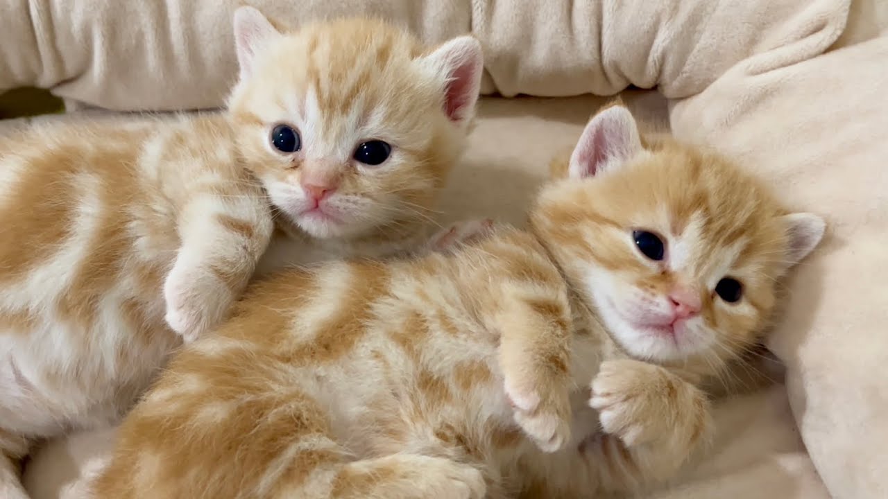 赤ちゃん子猫『ぼくたち、ちゃーびーぼーいず💃🏼🎷🎸』 #子猫