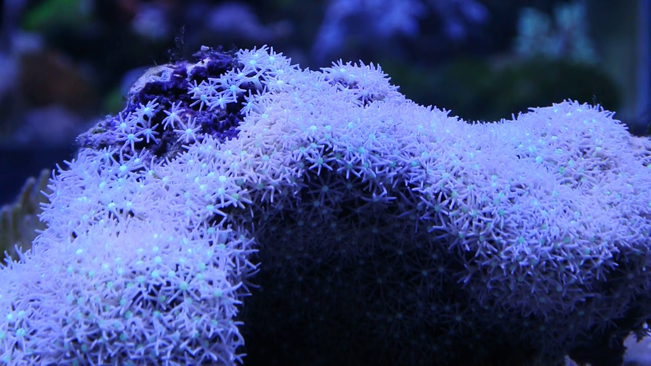 スターポリプ 大きめ