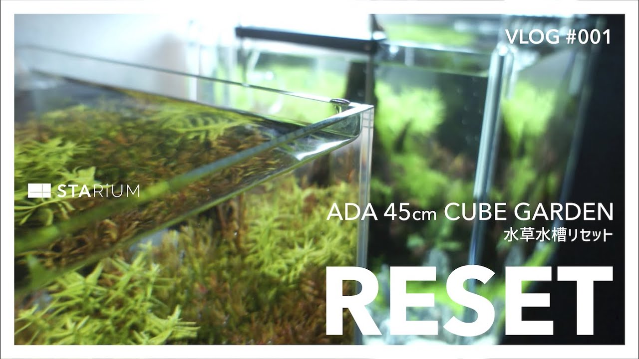 アクアリウム】ADAキューブガーデン//45cm水草水槽をリセット/vlog