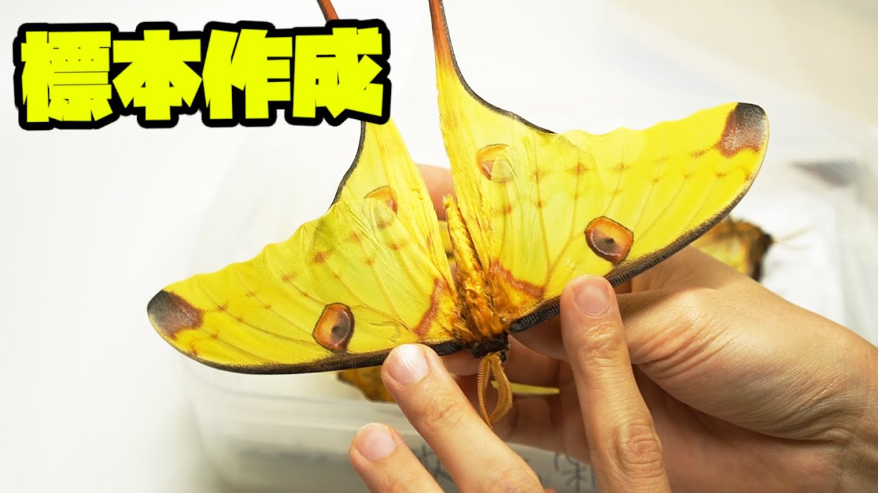 カナダ産 セクロピアサン A品！ 巨大 蝶標本 蛾標本 ヤママユ 美麗