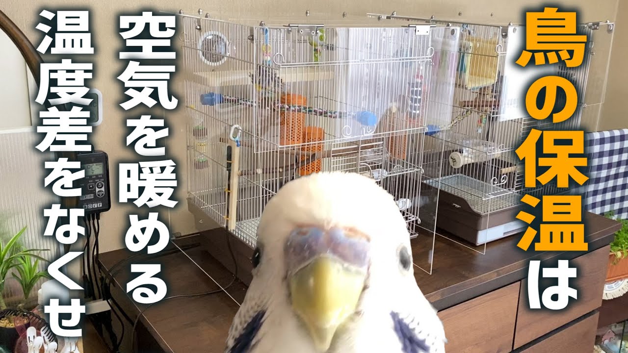 Keeping birds warm [Basics] Keeping parakeets warm - YouTube