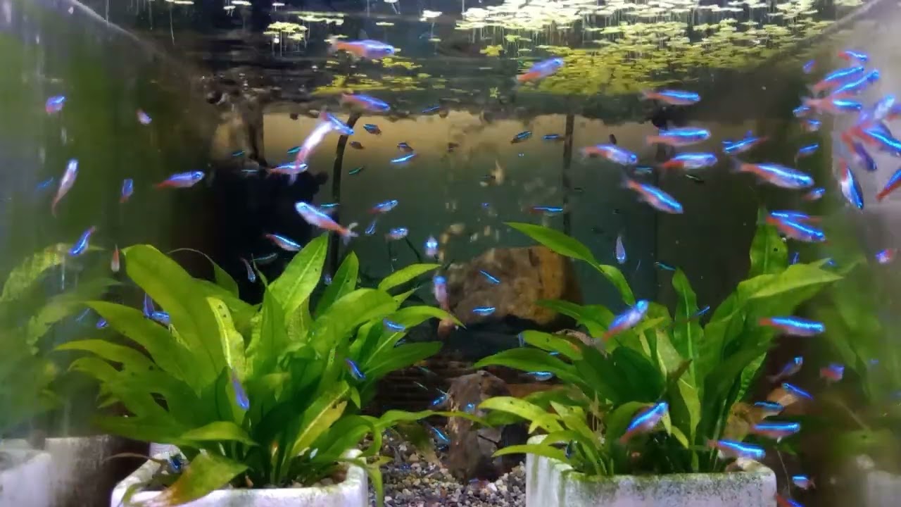 水槽セット(ネオンテトラ10匹、グッピー18匹)