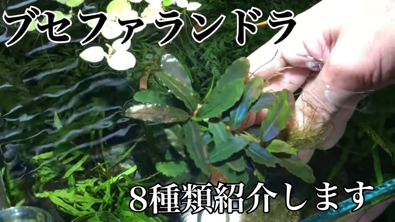 第14話】「ブセファランドラ8種類をご紹介」 - YouTube