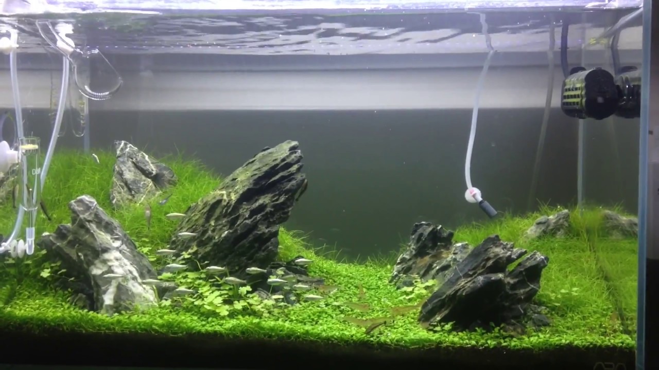 万天石 アクアリウム ADA 親石 石組レイアウト 水槽レイアウト 水草 万